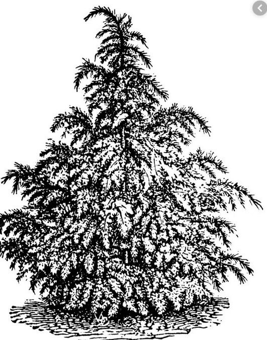 petit dessin de sapin de noel